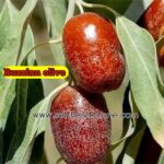 Benefits of Russian olive (Wild Olive)
