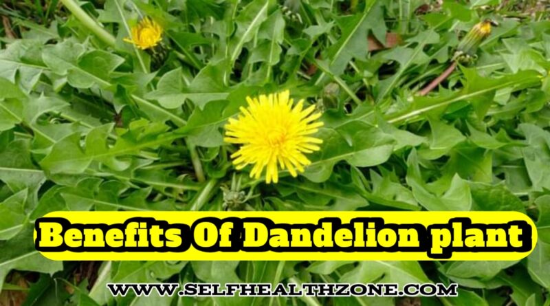 Benefits Of Dandelion plant:
